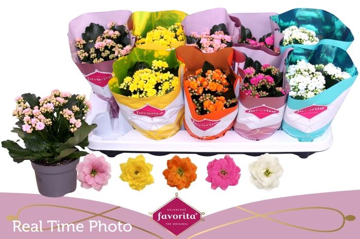 <h4>KAL GE PERF GEM 5 KL</h4>