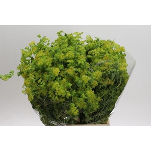 Bupleurum Griffithii