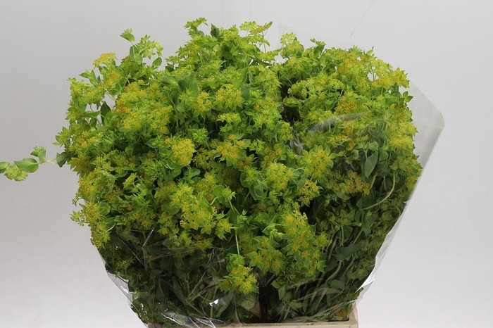 <h4>Bupleurum Griffithii</h4>