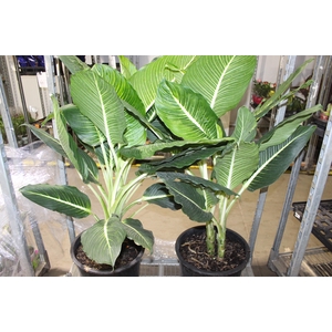 DIEFFENBACHIA STERLING P40