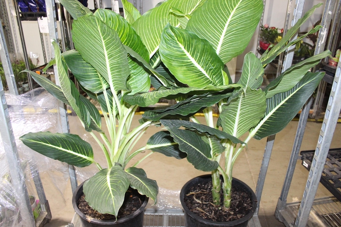 <h4>DIEFFENBACHIA STERLING P40</h4>