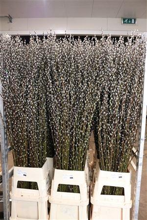 <h4>SALIX WILGENKATJES</h4>