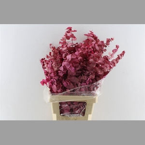 Euca Stuartiana Stab. Cerise