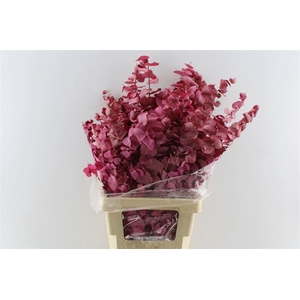 Euca Stuartiana Stab. Cerise