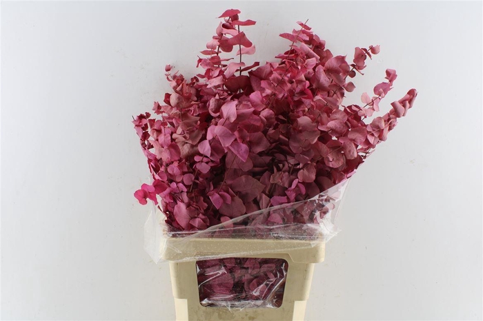 Euca Stuartiana Stab. Cerise