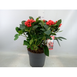 Skimmia jap. 'Veitchii'