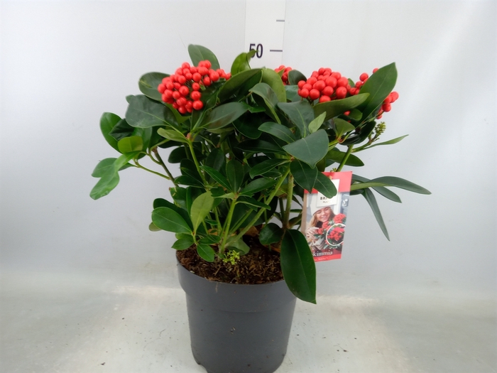 <h4>Skimmia jap. 'Veitchii'</h4>