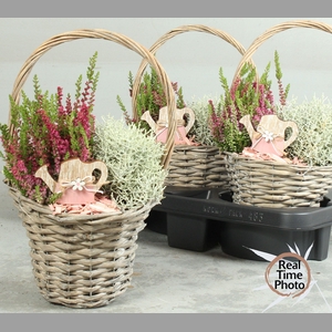 ARR TUINPLANTEN