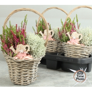 ARR TUINPLANTEN