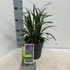 Liriope Moneymaker
