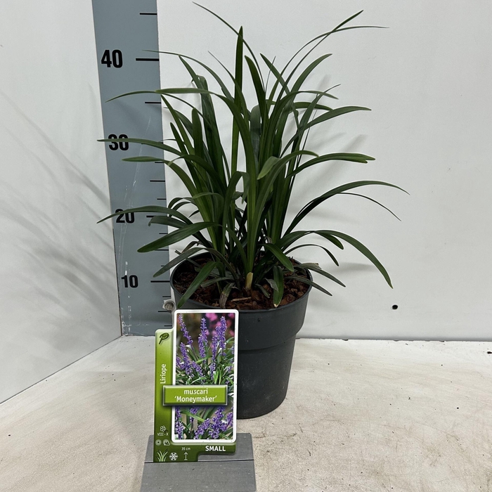 Liriope Moneymaker
