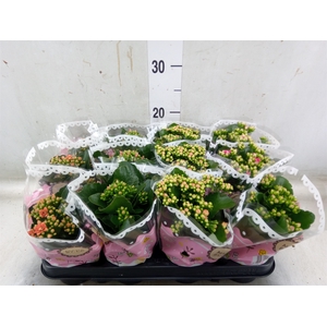 Kalanchoe blos.   ..mix