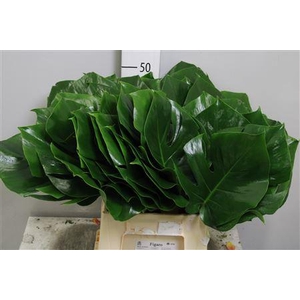 Monstera Blad Ø23cm