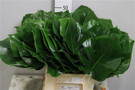 <h4>Monstera Blad Ø23cm</h4>
