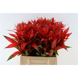 Bromeliabloem