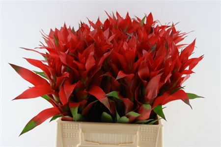 <h4>Bromeliabloem</h4>