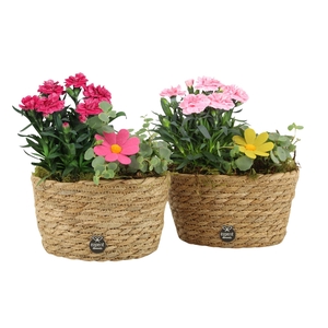 31701: Outdoor summer arrangement