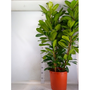 Ficus cyathistipula