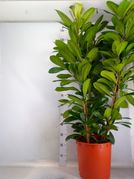 <h4>Ficus cyathistipula</h4>