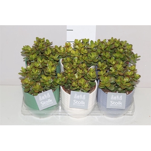 Crassula Minor In Expres Keramiek