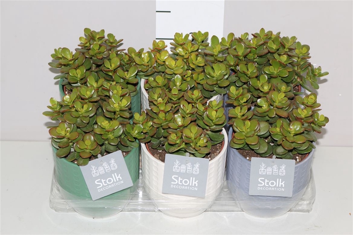 <h4>Crassula Minor In Expres Keramiek</h4>