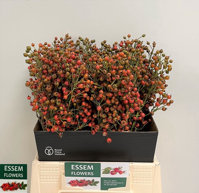 <h4>ROSA PLENTY</h4>