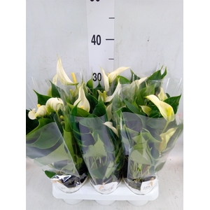 Anthurium  'Banderola Cava'