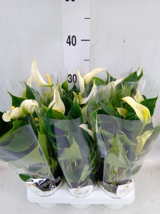 <h4>Anthurium  'Banderola Cava'</h4>