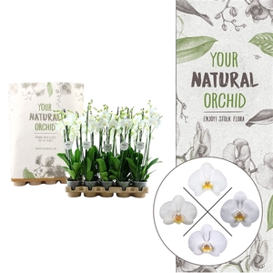 Your Natural Orchid | Eco White 60cm | Phalaenopsis 3 spike