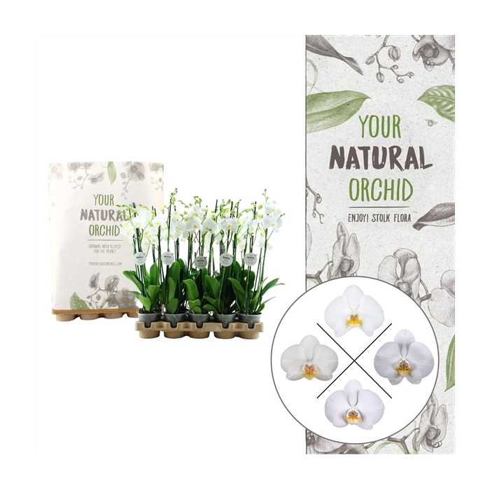 <h4>Your Natural Orchid | Eco White 60cm | Phalaenopsis 3 spike</h4>