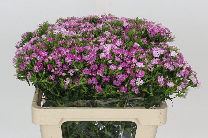 <h4>DI BARB AM ROSE</h4>