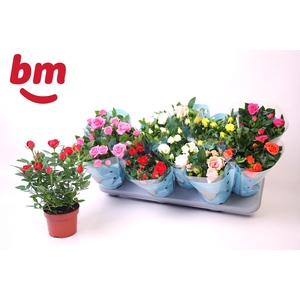 RO B MONDE GEM 7 SRT