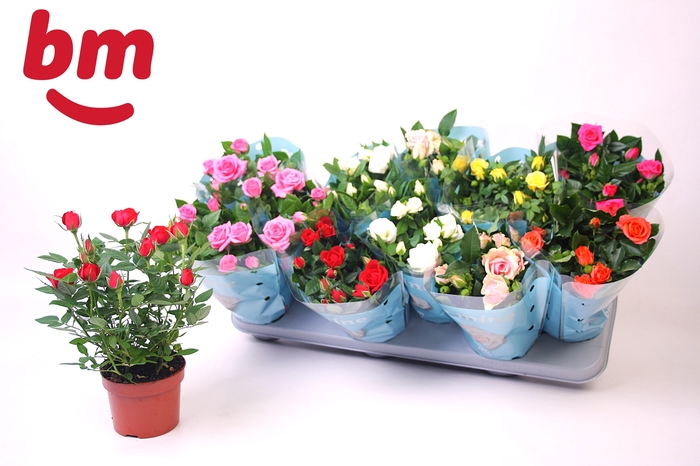 <h4>RO B MONDE GEM 7 SRT</h4>
