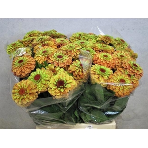 ZINNIA ELEGANS