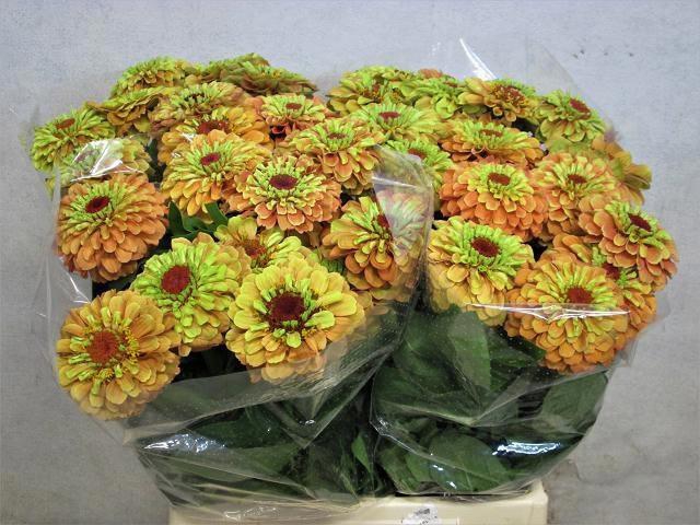 <h4>ZINNIA ELEGANS</h4>