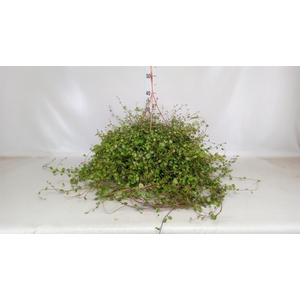 Muehlenbeckia com. 'Mao'ri'