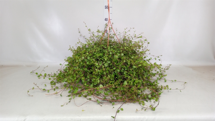 <h4>Muehlenbeckia com. 'Mao'ri'</h4>