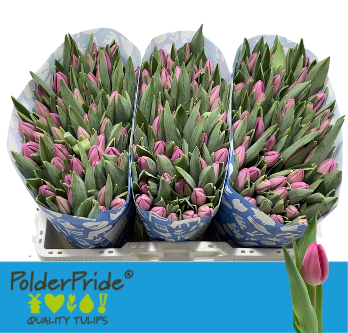 <h4>TU EN LINCOLN</h4>