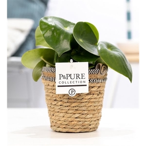 Peperomia Raindrop in P&PURE Basket 6