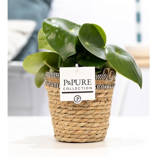 <h4>Peperomia Raindrop in P&PURE Basket 6</h4>