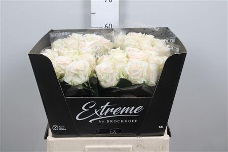 <h4>R Gr Sweet Caroline</h4>