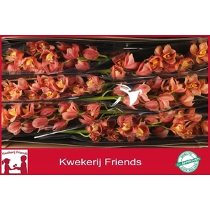 CYMB T GOLD TREASURE