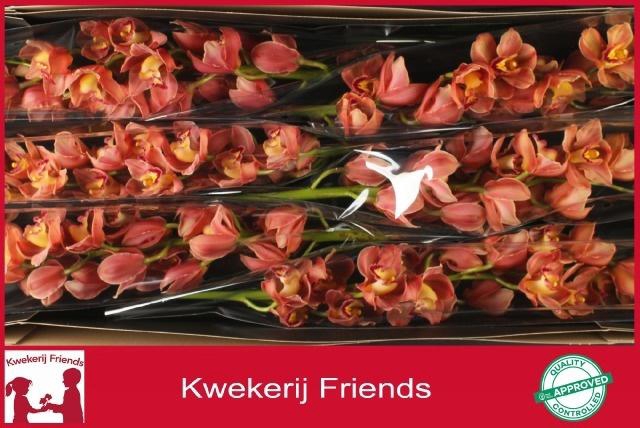 <h4>CYMB T GOLD TREASURE</h4>