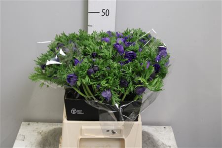 <h4>Anem Co Carmel Blue</h4>