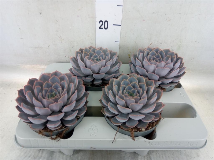 <h4>Echeveria  'Orion'</h4>