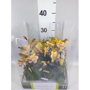 Phalaenopsis multi.   ...orange