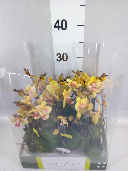 <h4>Phalaenopsis multi.   ...orange</h4>
