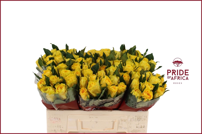 <h4>R GR LA DORADA</h4>