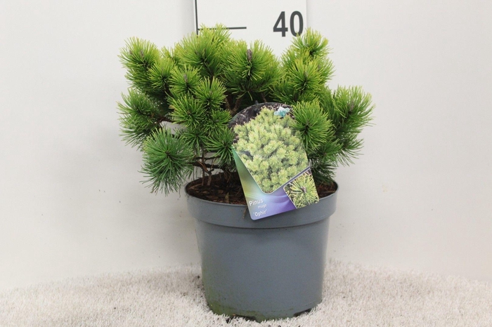<h4>Pinus mugo 'Ophir' P23 potgekweekt</h4>