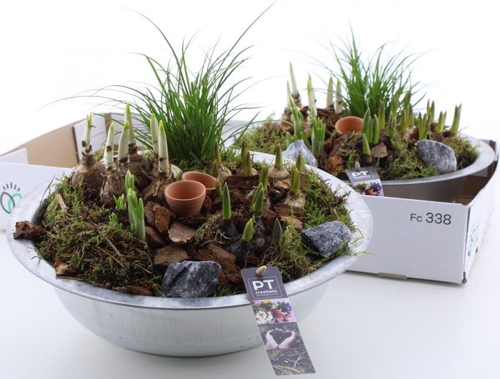 <h4>ARR PL IN SCHAAL</h4>